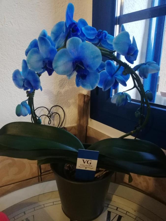 Parfumu Di Celu Hotel Santa-Lucia-di-Mercurio Екстериор снимка